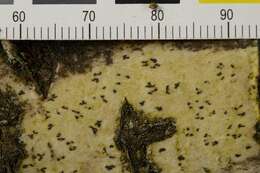 Image of dot lichen