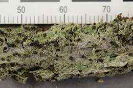 Image of dotted lichen