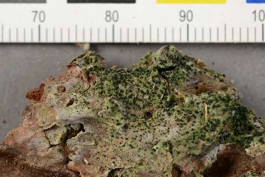 Image of dot lichen