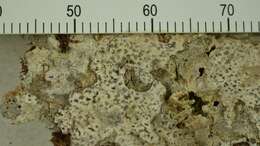 Image of dot lichen