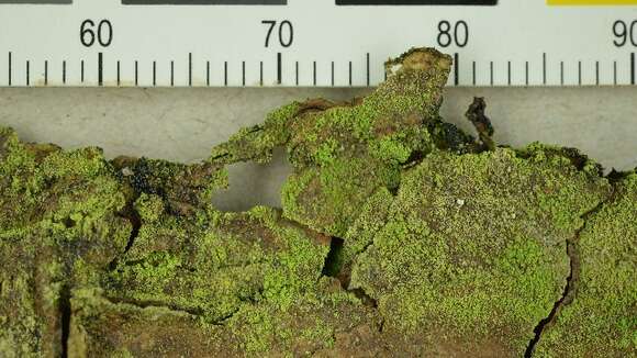 Image of dot lichen