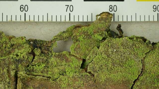 Image of dot lichen