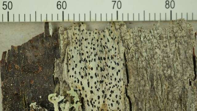 Image of dot lichen