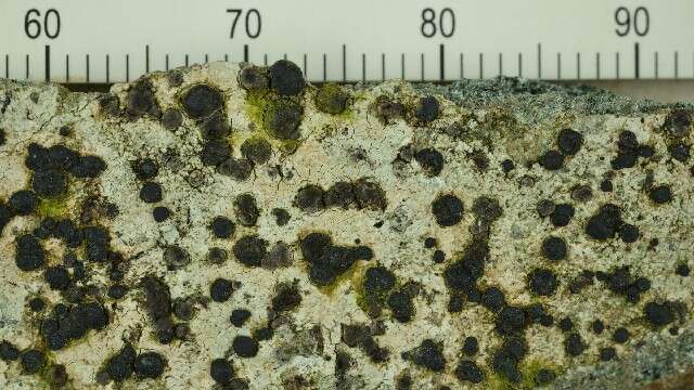 Image of porpidia lichen