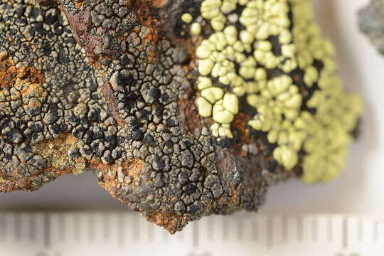 Image of miriquidica lichen