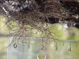 Image of horsehair lichen