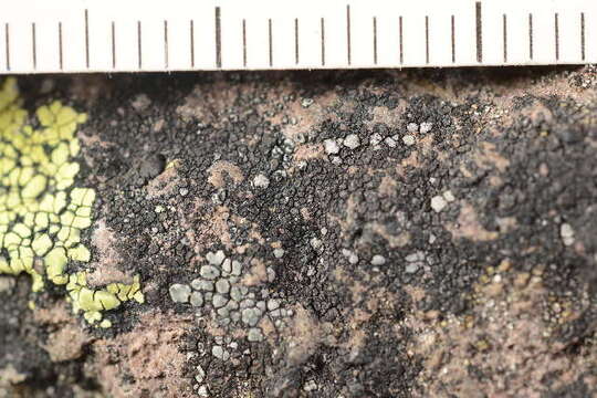 Image of map lichen