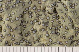 Image of porpidia lichen