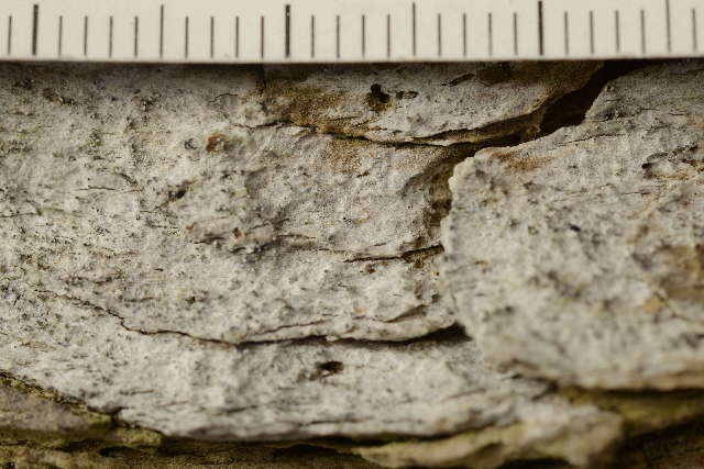 Image of dot lichen