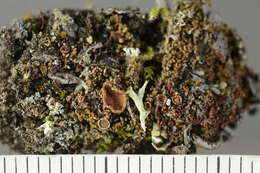 Image of bowl lichen