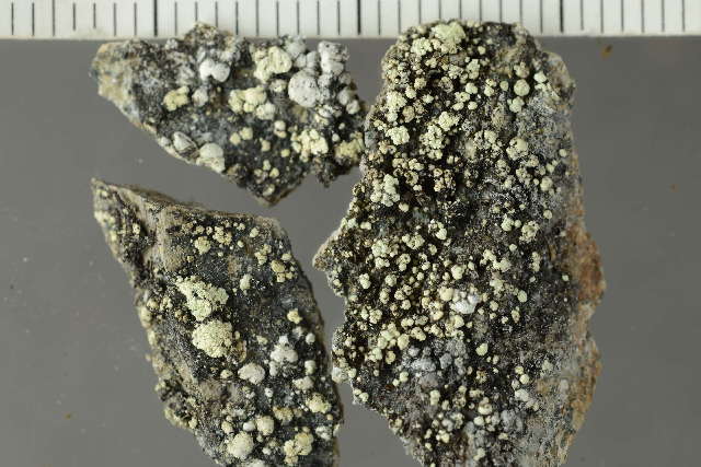 Image of rim lichen