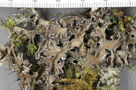 Image of Pseudocyphellaria lichen