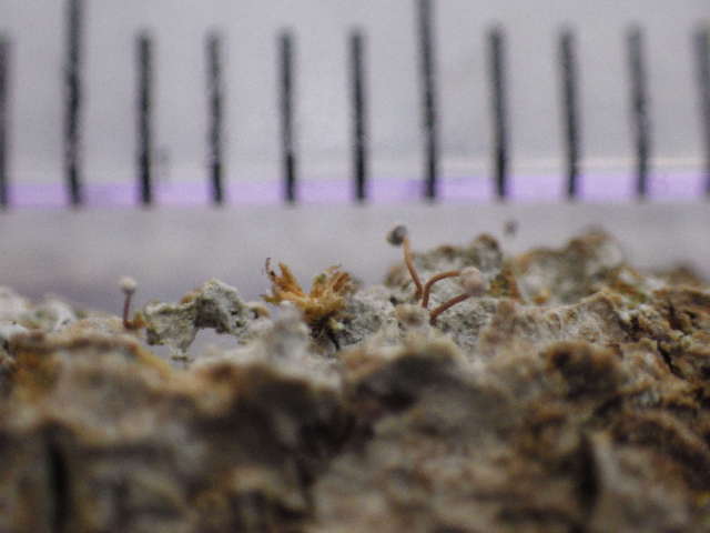 Image of sclerophora lichen