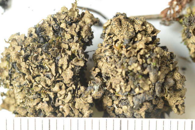 Image of chalice lichen