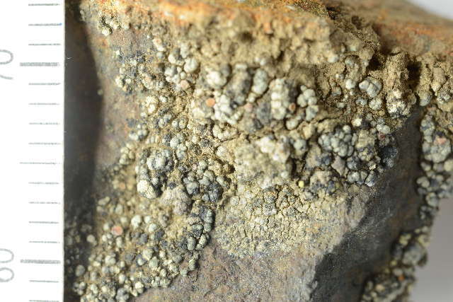 Image of rim lichen