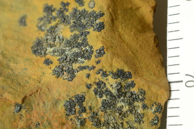 Image of miriquidica lichen