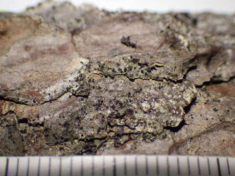 Image of dot lichen