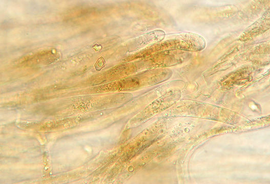 Image of <i>Entoloma formosum</i> (Fr.) Noordel. 1985