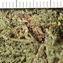 Image of Bryobilimbia
