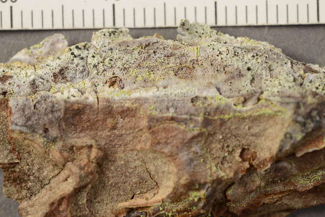 Image of spike lichen