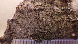 Image of rinodina lichen