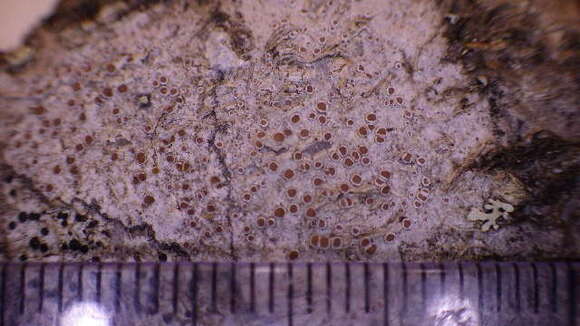 Image of rim lichen