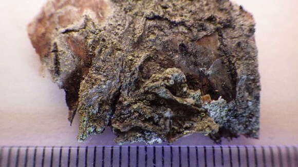 Image of rim lichen