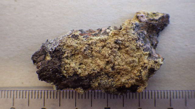 Image of schismatomma lichen