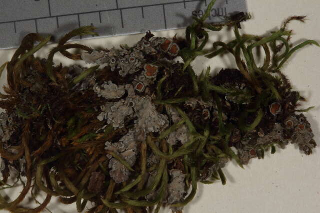 Image of matted lichen