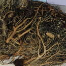 Image of Neuropogon