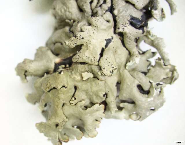 Image of shield lichen