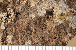 Image of Rim-lichens;   Lecania lichens