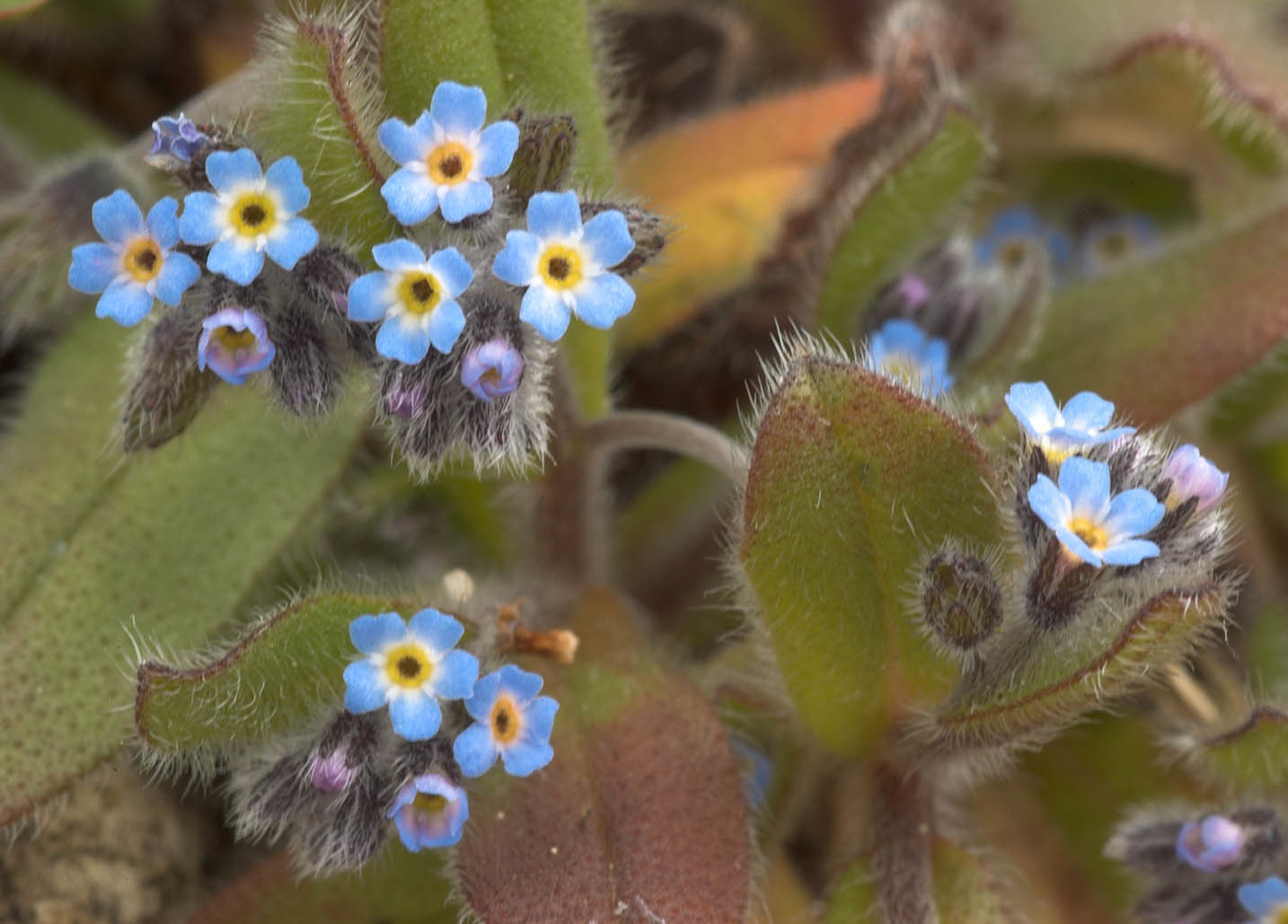 Myosotis ramosissima (rights holder: )