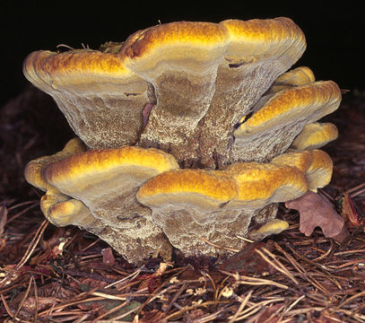 Image of dyer's polypore