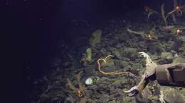 Image of black corals