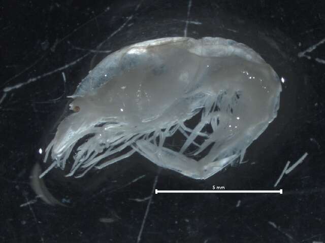 Image of Hymenodora