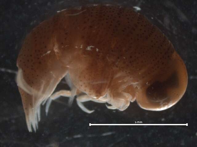 Image of Brachyscelidae Stephensen 1923