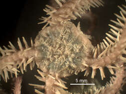Image of Ophiopholidae O'Hara, Stöhr, Hugall, Thuy & Martynov 2018