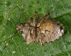 Image of Bronze Shieldbug