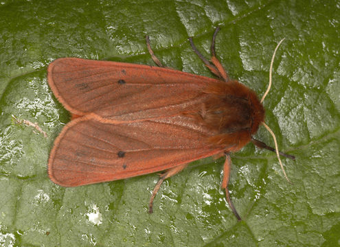 Image of <i>Phragmatobia fuliginosa</i>