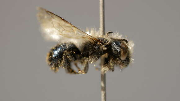 Image of Osmia montana Cresson 1864