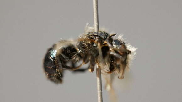 Image of Osmia montana Cresson 1864