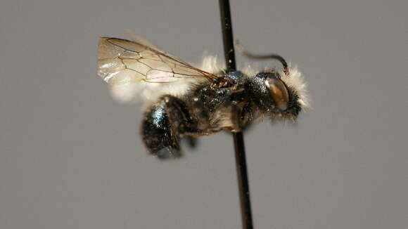 Image of Osmia montana Cresson 1864