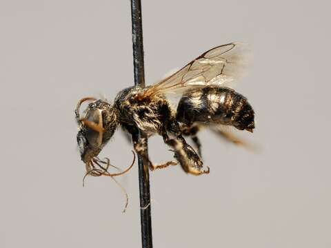 Image of Atoposmia Cockerell 1935