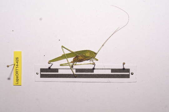 Image of Phaneroptera