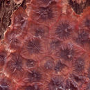 Image of <i>Phlebia radiata</i> Fr. 1821