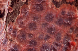 Image of <i>Phlebia radiata</i> Fr. 1821