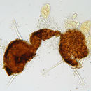 Image of Erysiphe azaleae (U. Braun) U. Braun & S. Takam. 2000