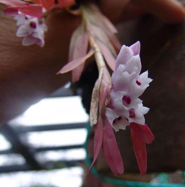 Image of Epidendroideae