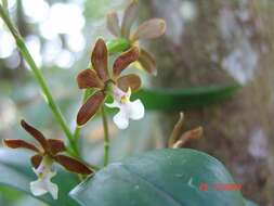 Image of appendage orchid